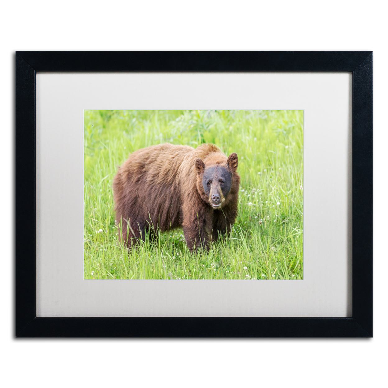 Pierre Leclerc 'Cinnamon Bear' Black Wooden Framed Art 18 X 22 Inches