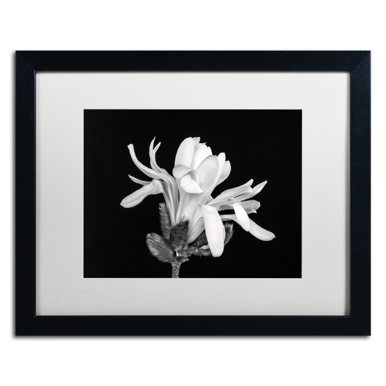 Pierre Leclerc 'Magnolia Flower' Black Wooden Framed Art 18 X 22 Inches