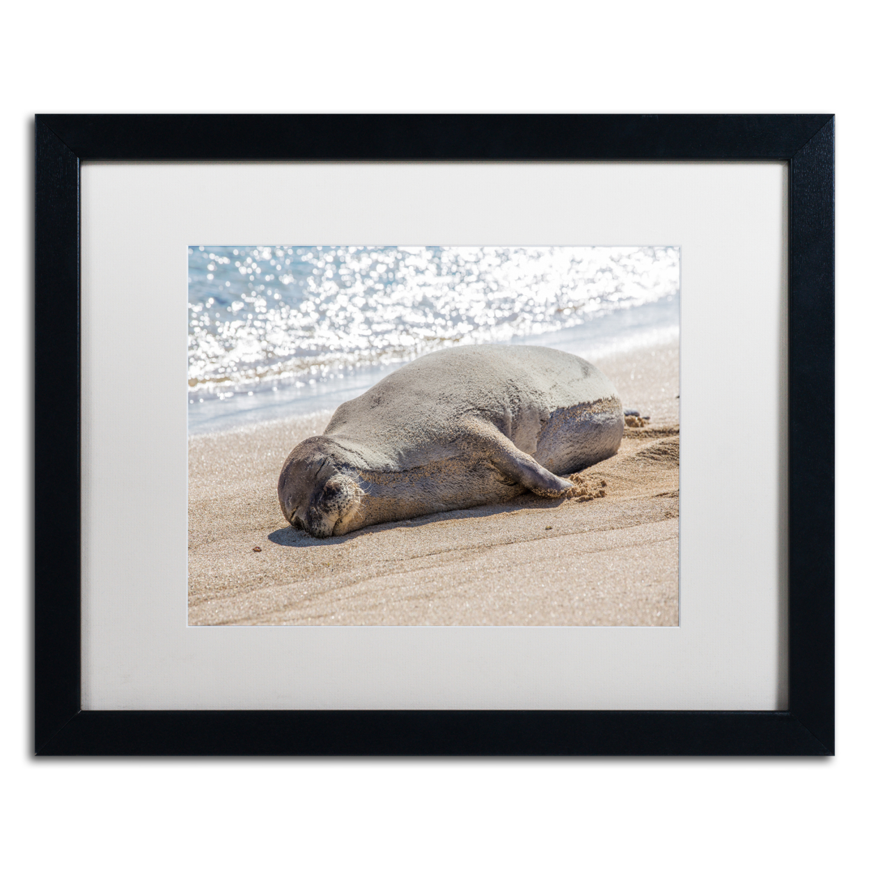 Pierre Leclerc 'Hawaiian Monk Seal' Black Wooden Framed Art 18 X 22 Inches