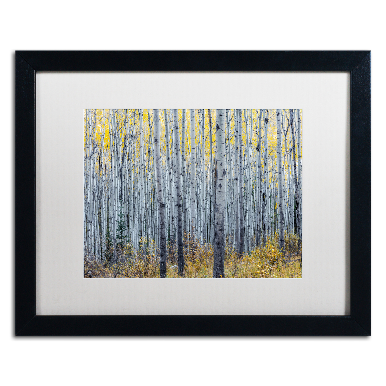 Pierre Leclerc 'Forest Of Aspen Trees' Black Wooden Framed Art 18 X 22 Inches