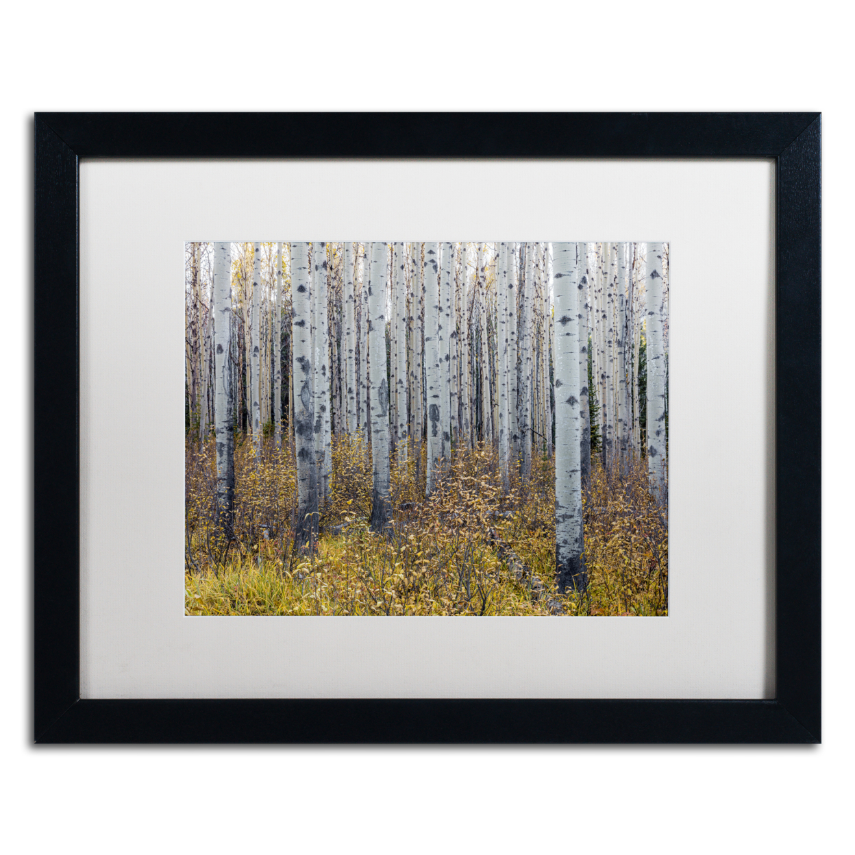 Pierre Leclerc 'Aspen Trees In Autumn' Black Wooden Framed Art 18 X 22 Inches