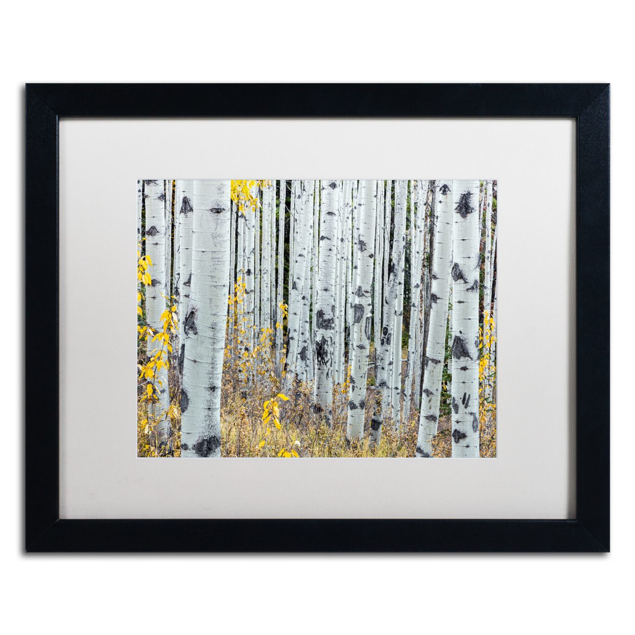 Pierre Leclerc 'Forest Of Aspens' Black Wooden Framed Art 18 X 22 Inches