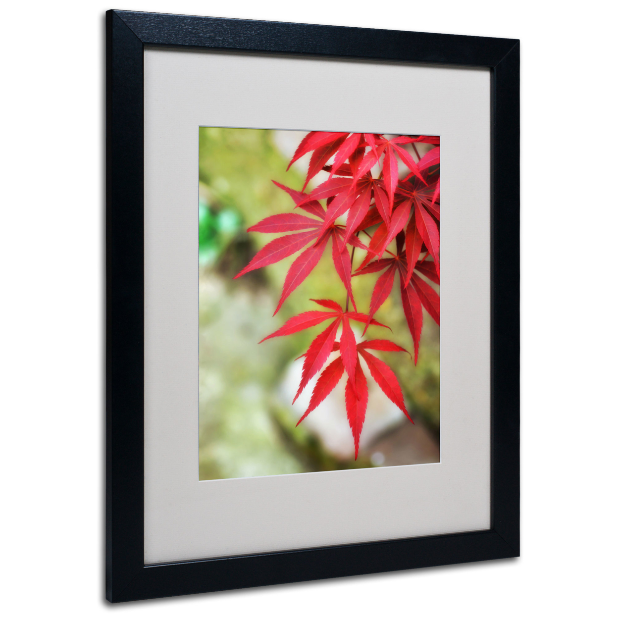Philippe Sainte-Laudy 'Japanese Maple' Black Wooden Framed Art 18 X 22 Inches