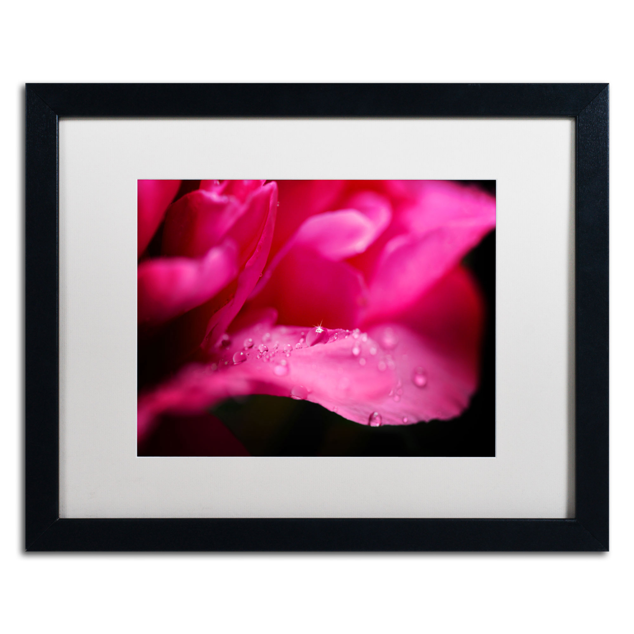 Philippe Sainte-Laudy 'Peony Drops' Black Wooden Framed Art 18 X 22 Inches