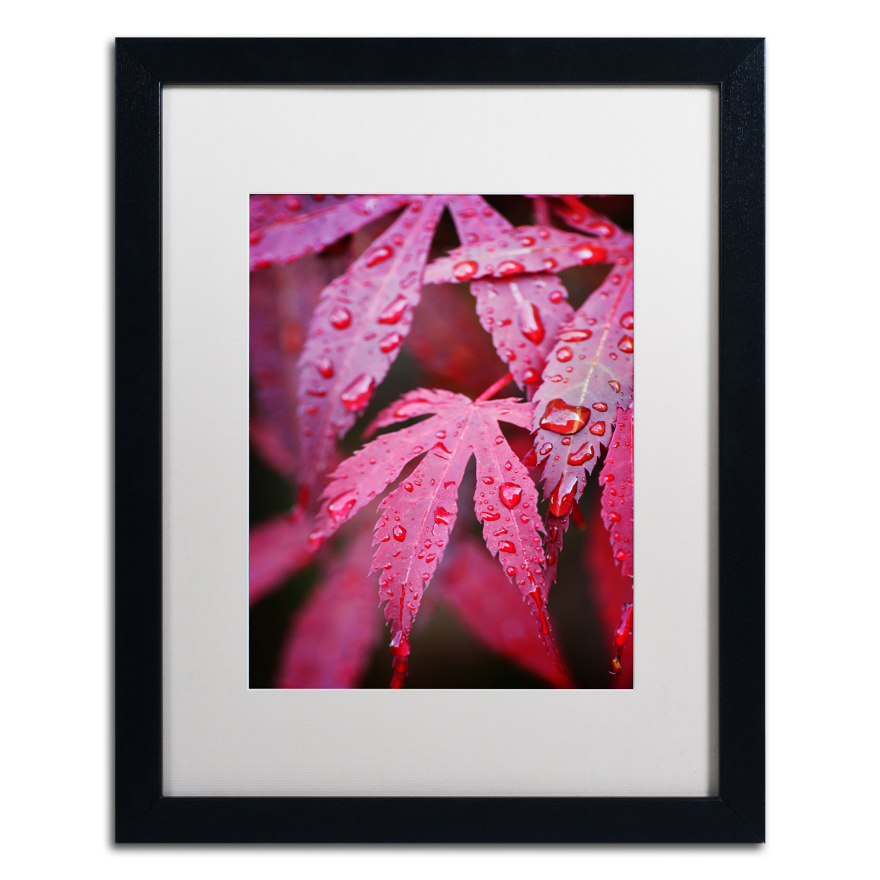 Philippe Sainte-Laudy 'Red Maple Leaves' Black Wooden Framed Art 18 X 22 Inches