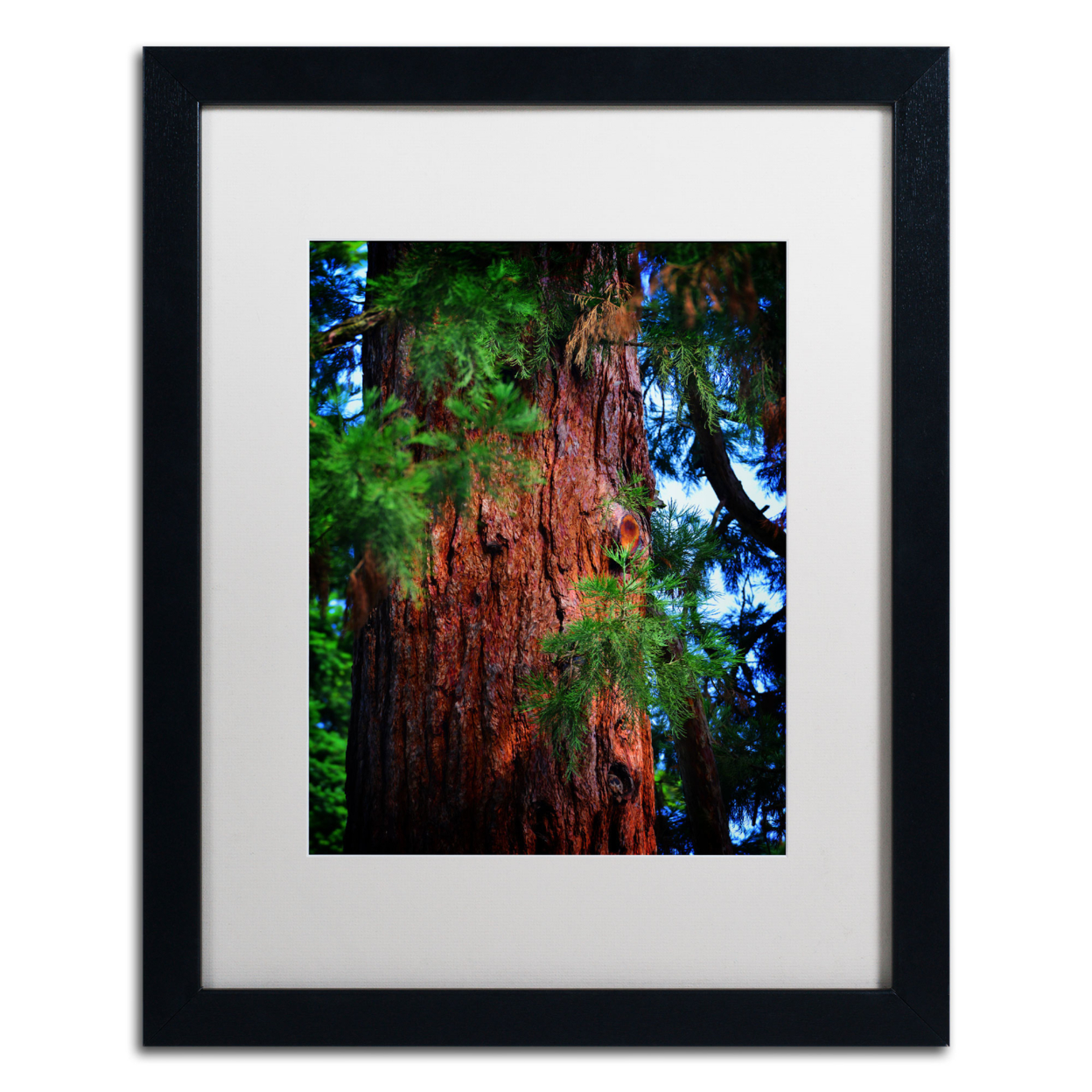 Philippe Sainte-Laudy 'Giant Sequoia' Black Wooden Framed Art 18 X 22 Inches