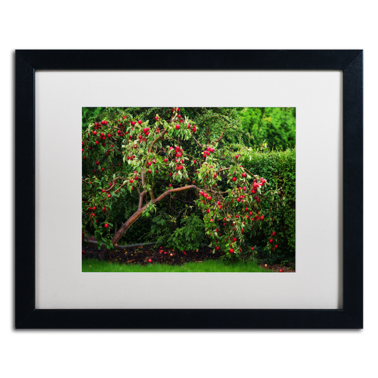 Philippe Sainte-Laudy 'The Apple Tree' Black Wooden Framed Art 18 X 22 Inches