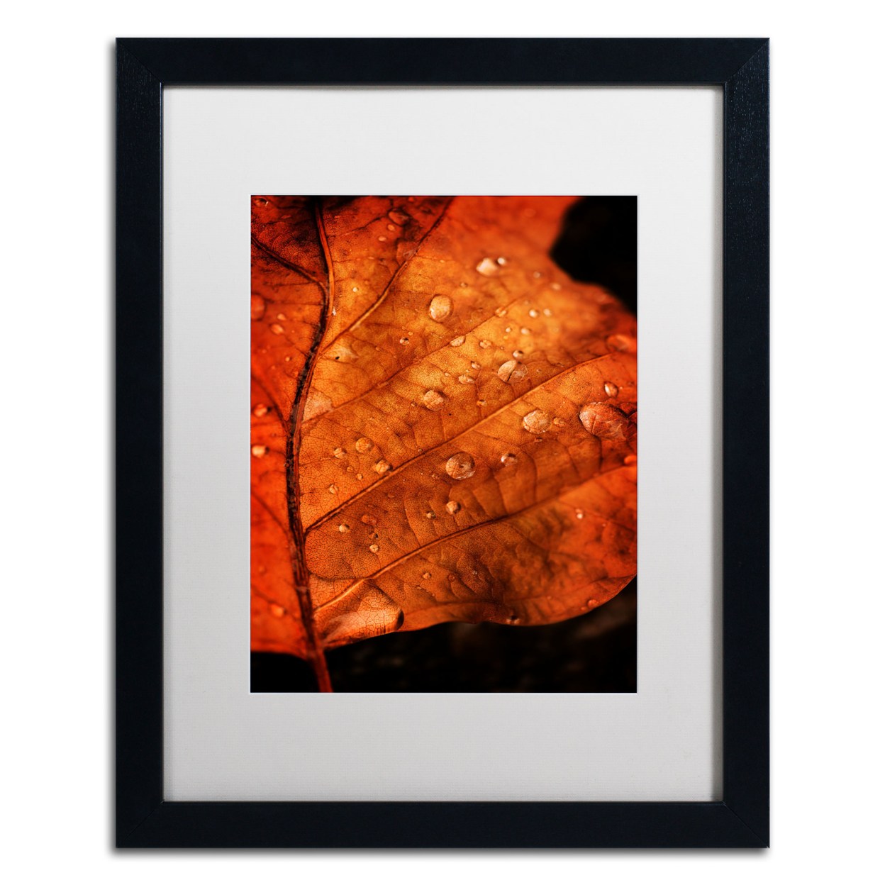 Philippe Sainte-Laudy 'Autumn Droplets' Black Wooden Framed Art 18 X 22 Inches