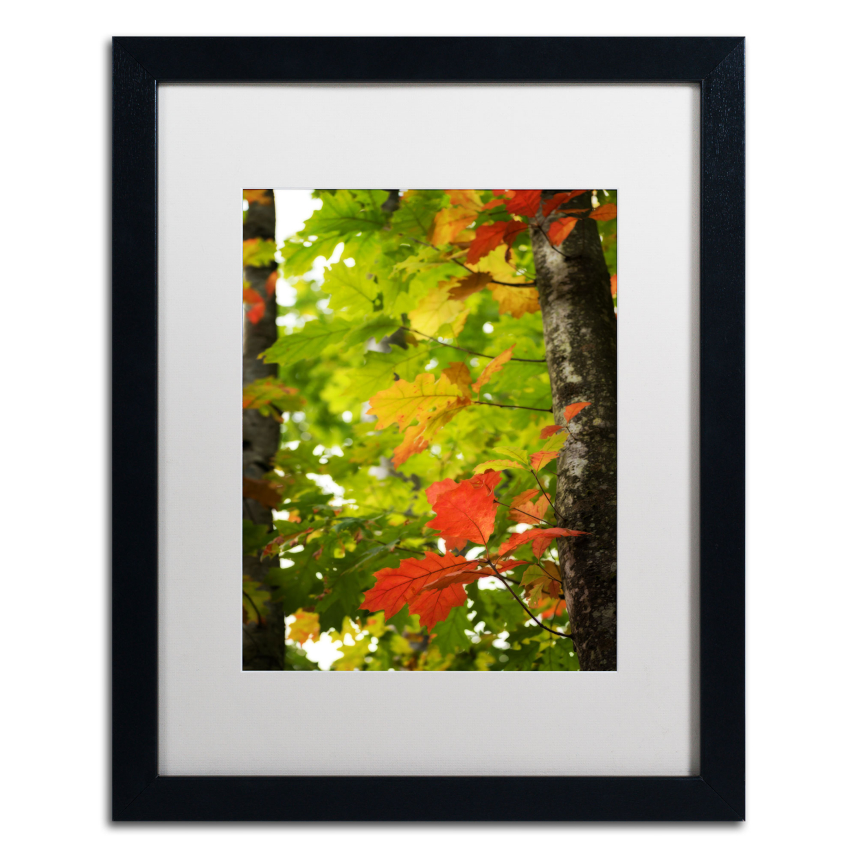 Philippe Sainte-Laudy 'Oak Leaves' Black Wooden Framed Art 18 X 22 Inches