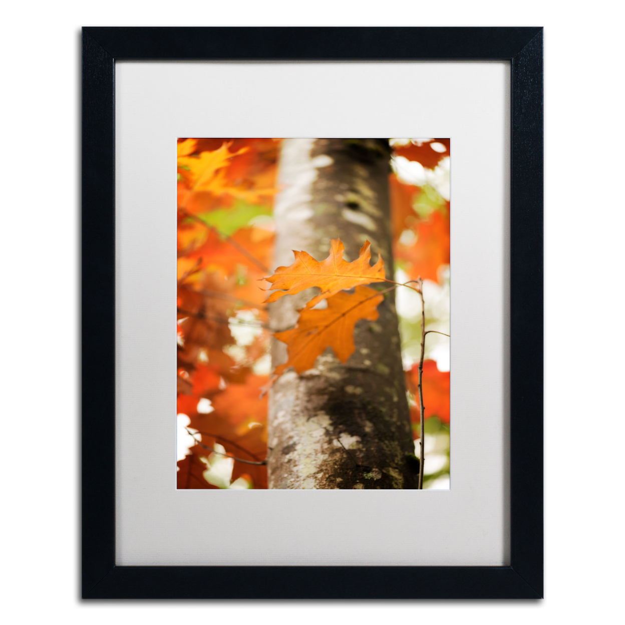 Philippe Sainte-Laudy 'Oak In Autumn' Black Wooden Framed Art 18 X 22 Inches