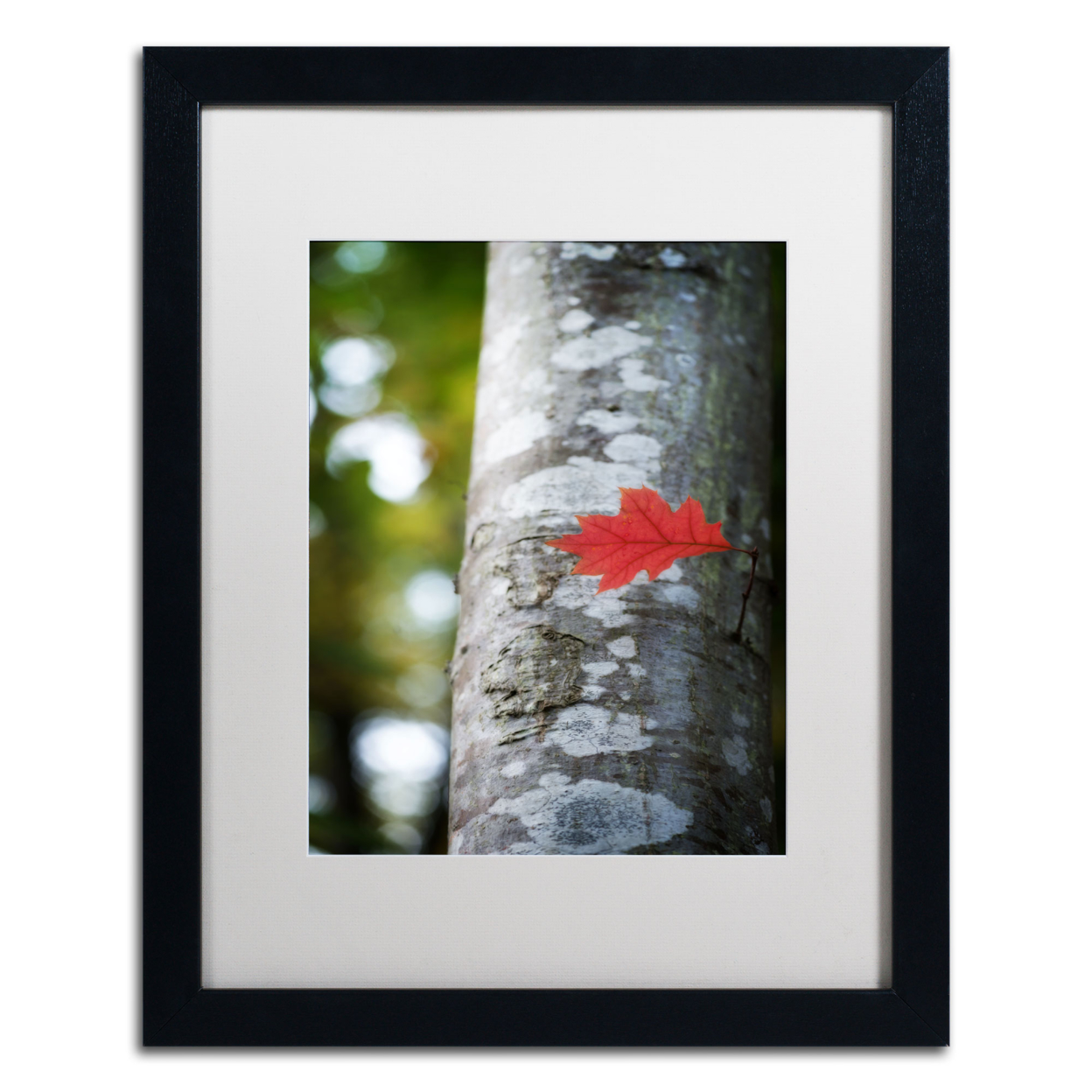 Philippe Sainte-Laudy 'Solitary Red Leaf' Black Wooden Framed Art 18 X 22 Inches