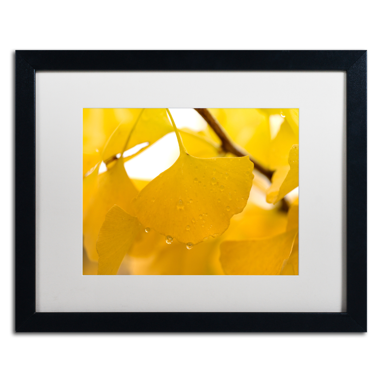 Philippe Sainte-Laudy 'Ginkgo Drops' Black Wooden Framed Art 18 X 22 Inches
