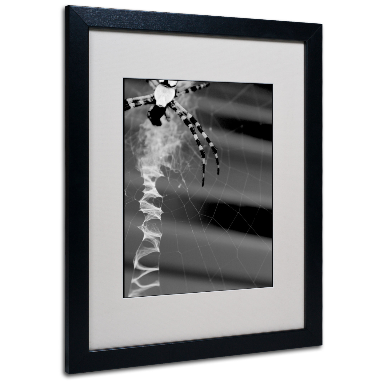 Patty Tuggle 'Black & White Spider & Web' Black Wooden Framed Art 18 X 22 Inches