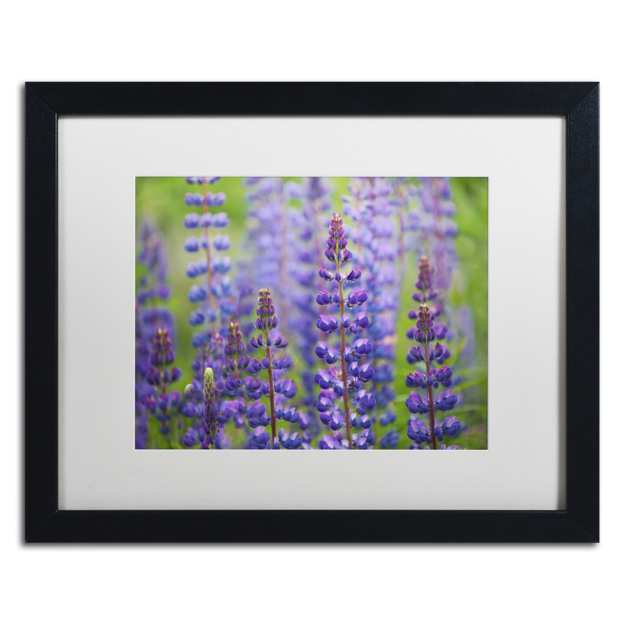 Cora Niele 'Blue Lupine Flowers' Black Wooden Framed Art 18 X 22 Inches