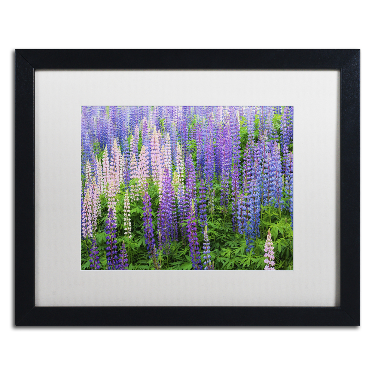 Cora Niele 'Blue Pink Lupine Flower Field' Black Wooden Framed Art 18 X 22 Inches