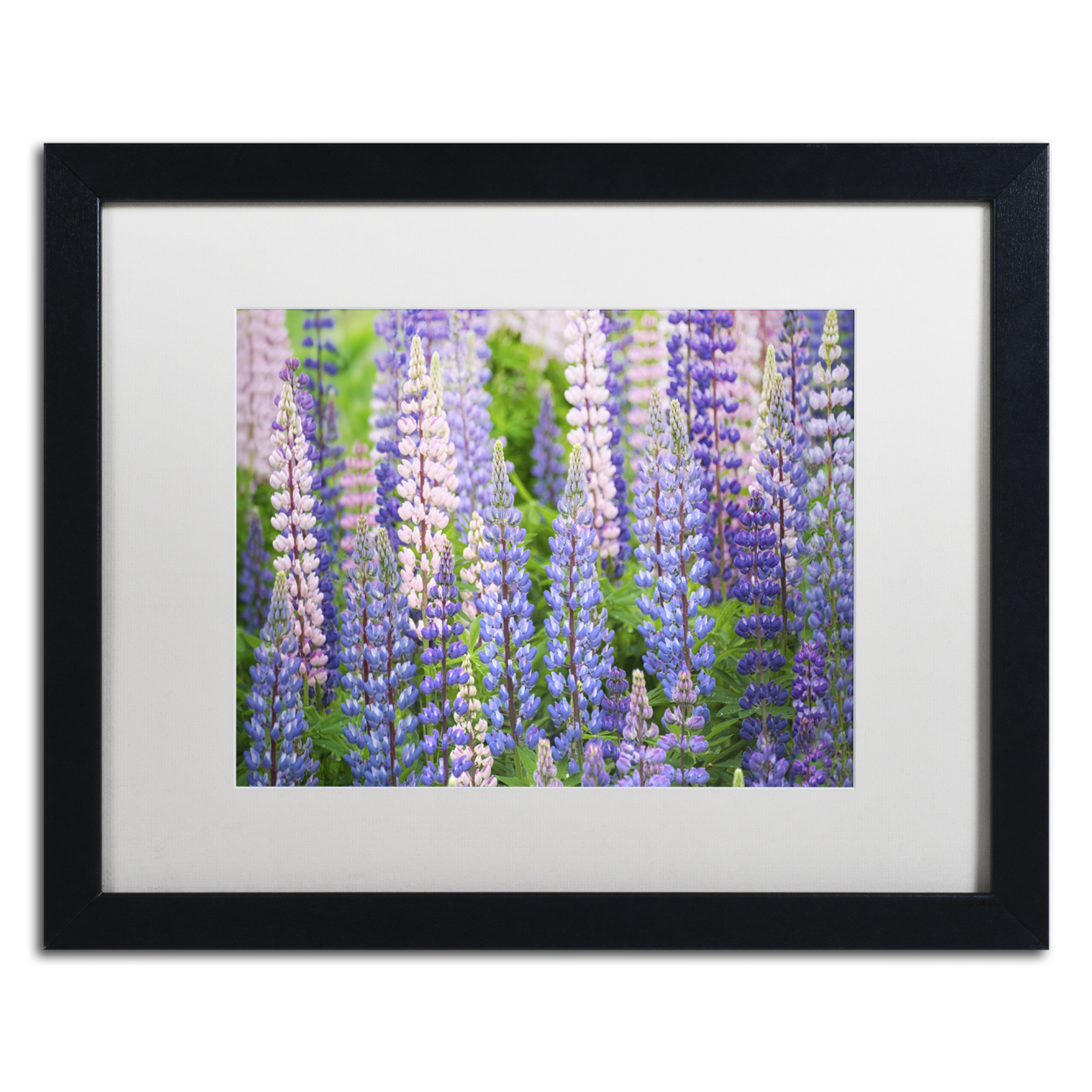 Cora Niele 'Blue Pink Lupine Field' Black Wooden Framed Art 18 X 22 Inches