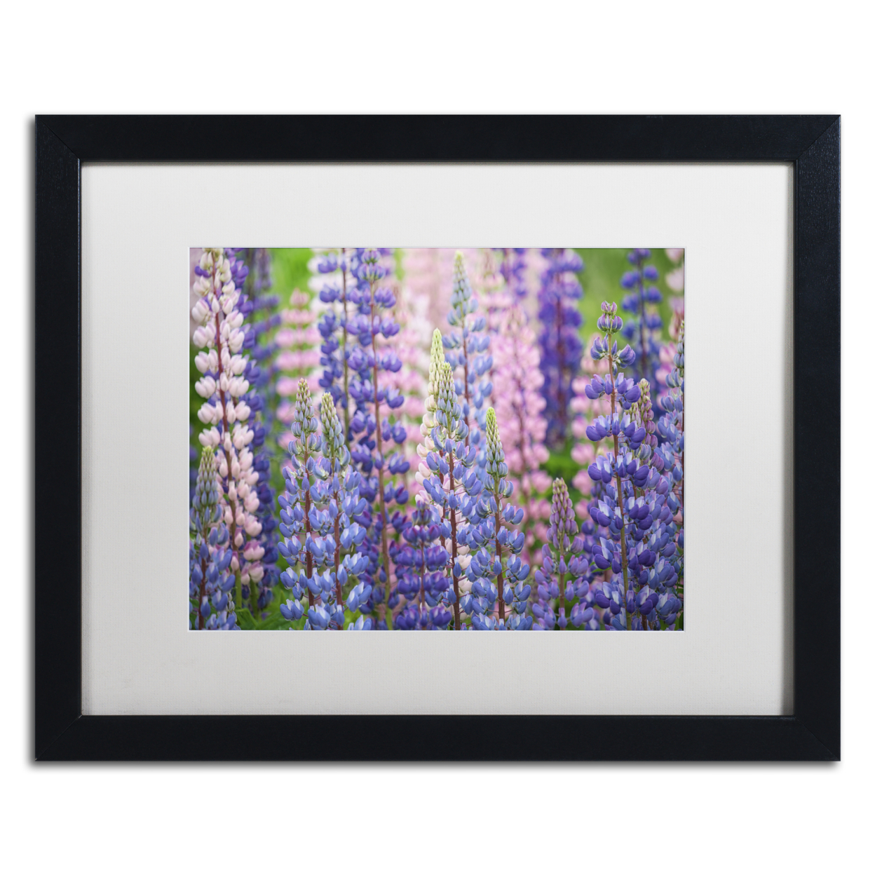 Cora Niele 'Blue Pink Lupine Flowers' Black Wooden Framed Art 18 X 22 Inches