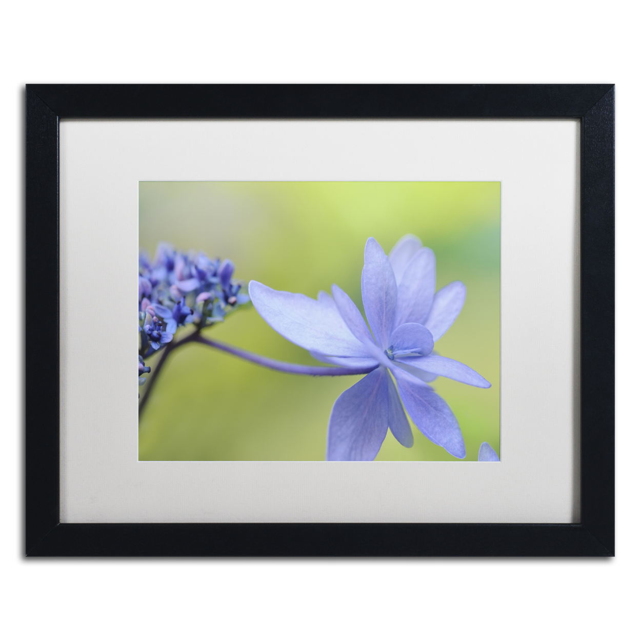 Cora Niele 'Blue Hydrangea' Black Wooden Framed Art 18 X 22 Inches
