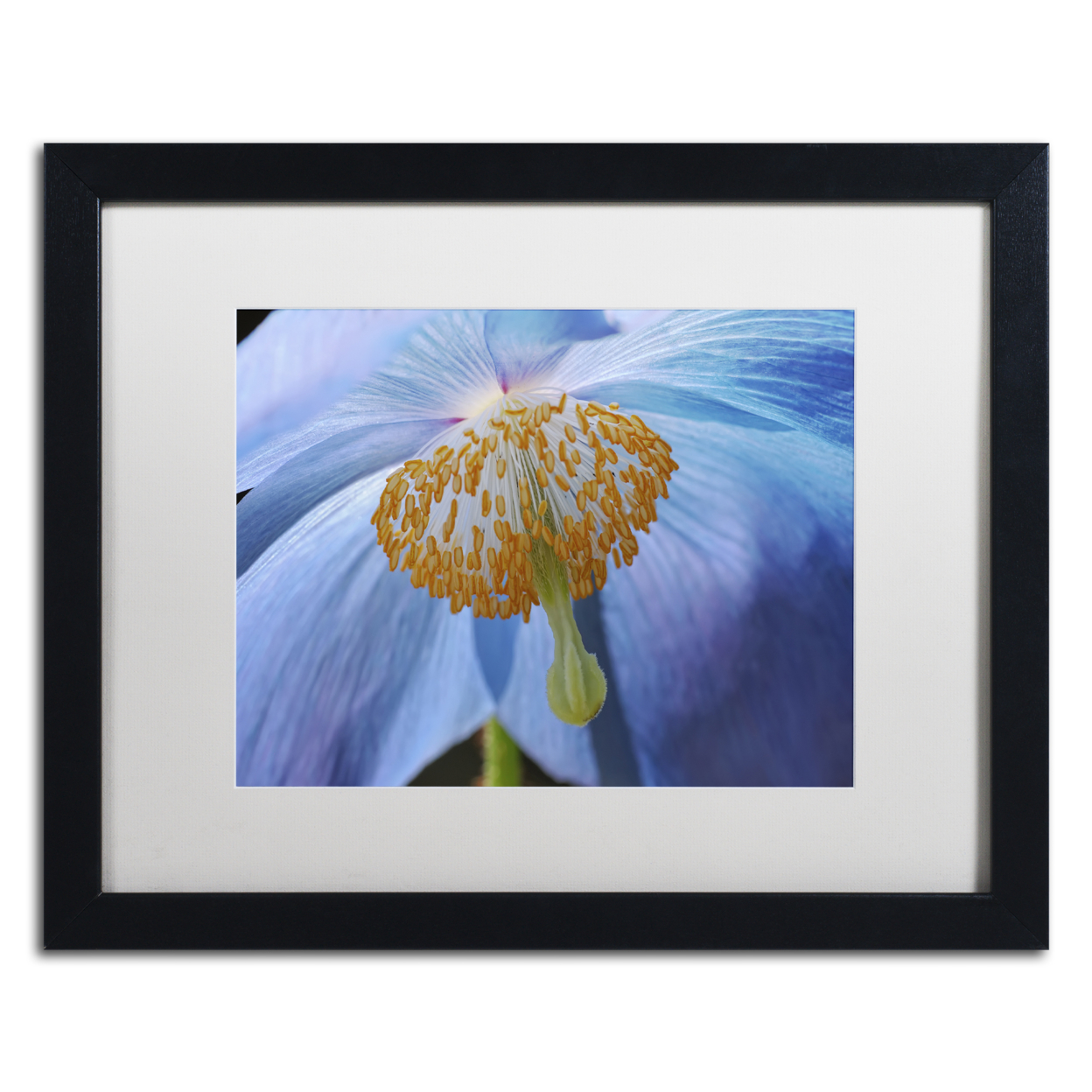 Cora Niele 'Blue Poppy' Black Wooden Framed Art 18 X 22 Inches