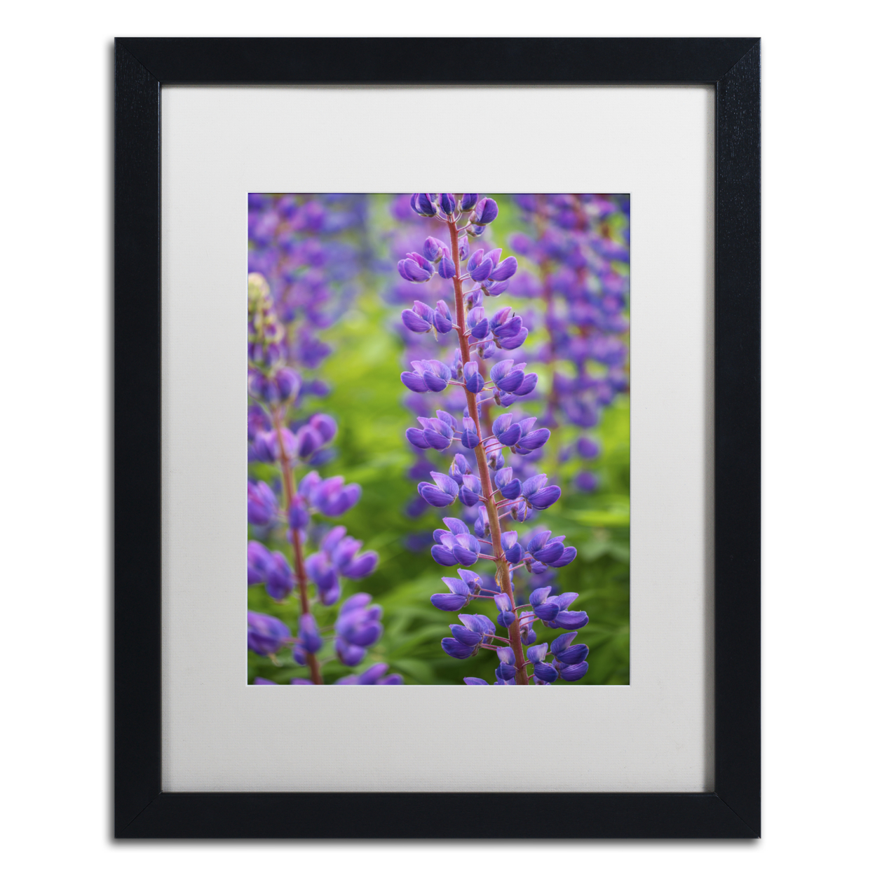 Cora Niele 'Blue Violet Lupine Flower' Black Wooden Framed Art 18 X 22 Inches