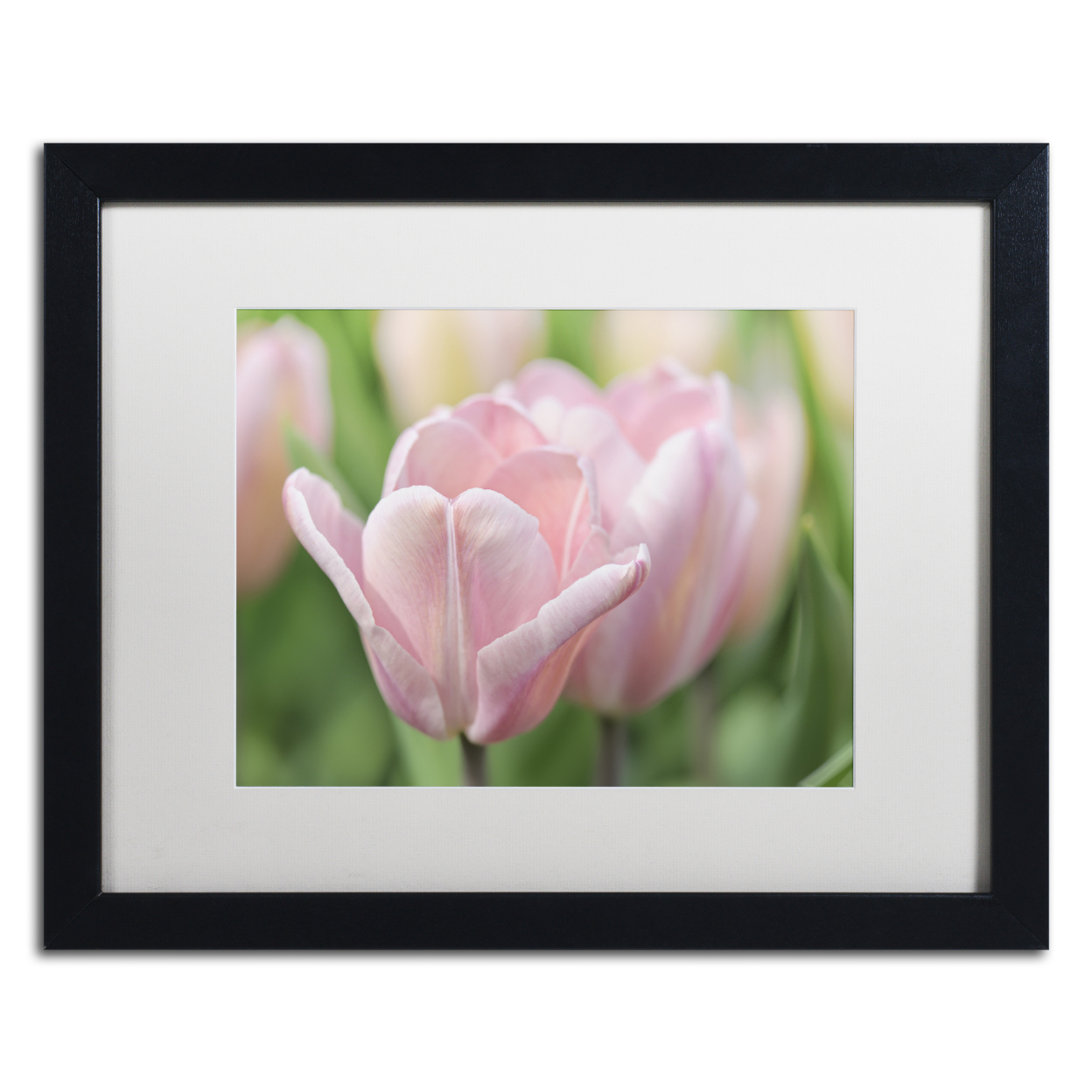 Cora Niele 'Pink Tulip Baronesse' Black Wooden Framed Art 18 X 22 Inches