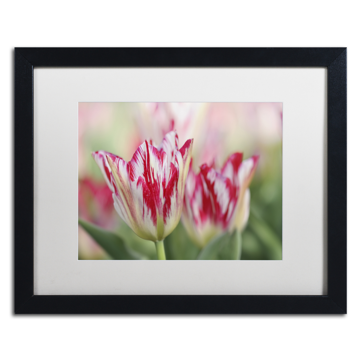 Cora Niele 'Rembrandt Silver Standard Tulip' Black Wooden Framed Art 18 X 22 Inches