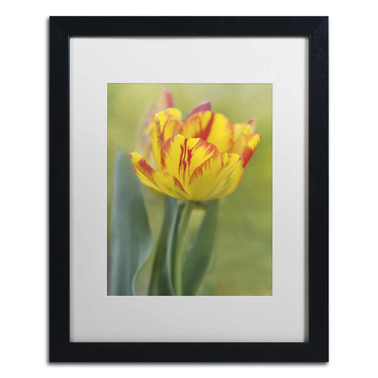 Cora Niele 'Rembrandt Tulip' Black Wooden Framed Art 18 X 22 Inches