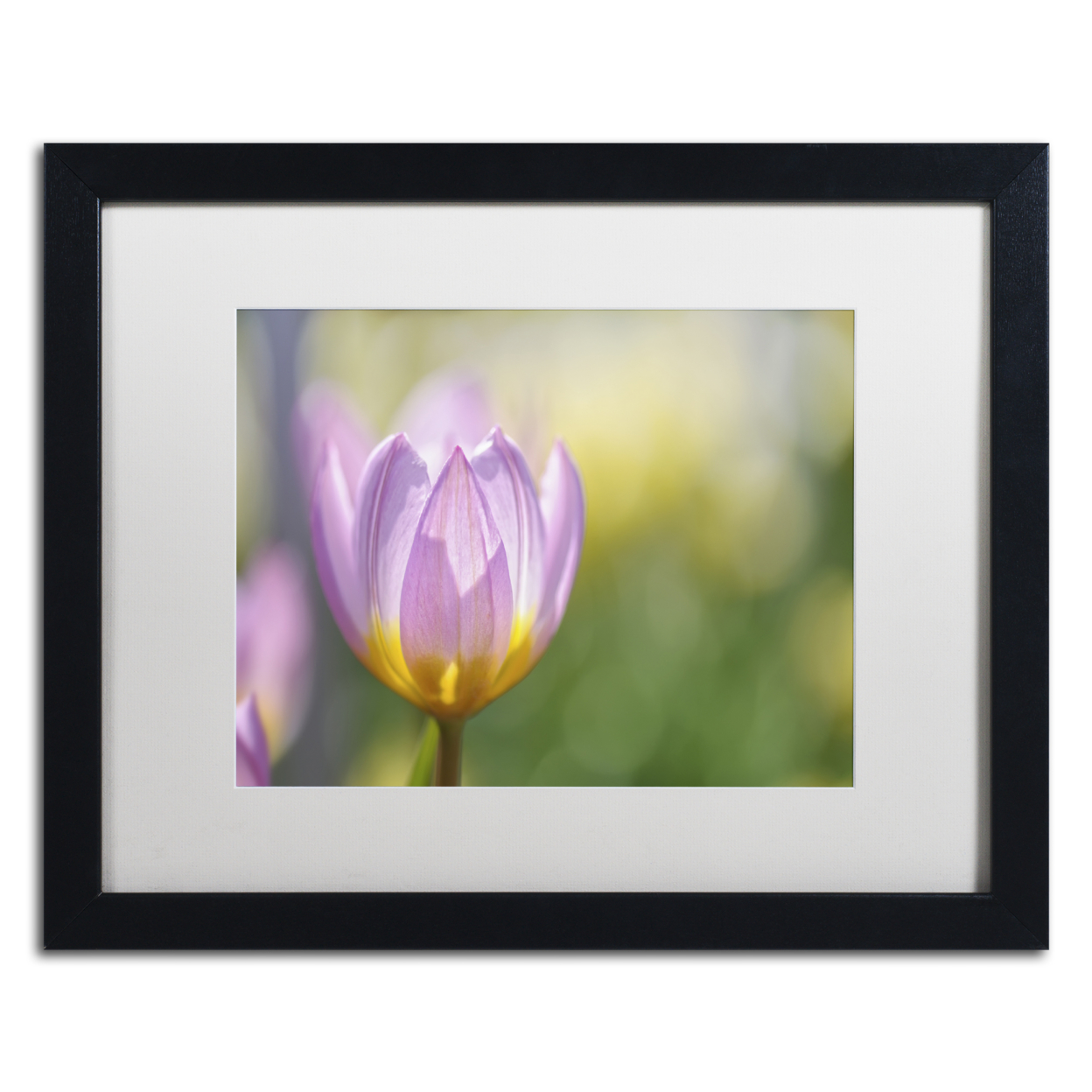Cora Niele 'Tulip ?Lilac Wonder'' Black Wooden Framed Art 18 X 22 Inches