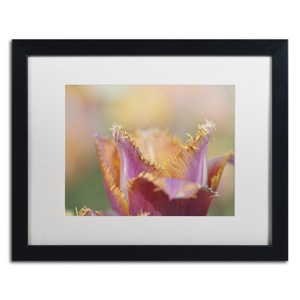 Cora Niele 'Tulip Crispa' Black Wooden Framed Art 18 X 22 Inches
