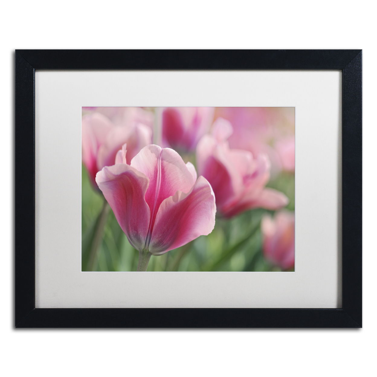 Cora Niele 'Tulip Mirella Pink' Black Wooden Framed Art 18 X 22 Inches