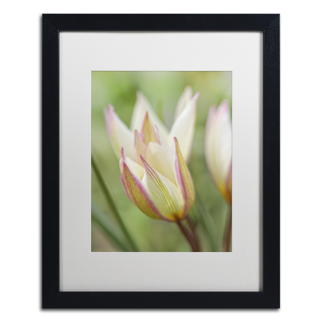 Cora Niele 'Tulip Primulina' Black Wooden Framed Art 18 X 22 Inches