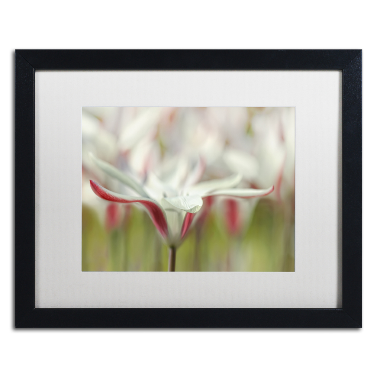 Cora Niele 'Tulipa Clusiana Cashmeriana' Black Wooden Framed Art 18 X 22 Inches