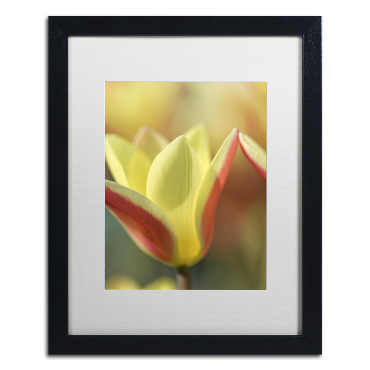 Cora Niele 'Tulip Tinka' Black Wooden Framed Art 18 X 22 Inches