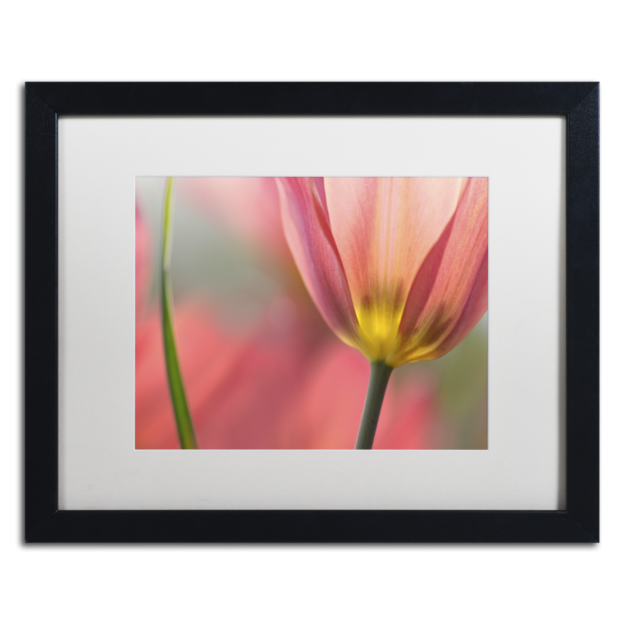 Cora Niele 'Tulipa Planifolia' Black Wooden Framed Art 18 X 22 Inches