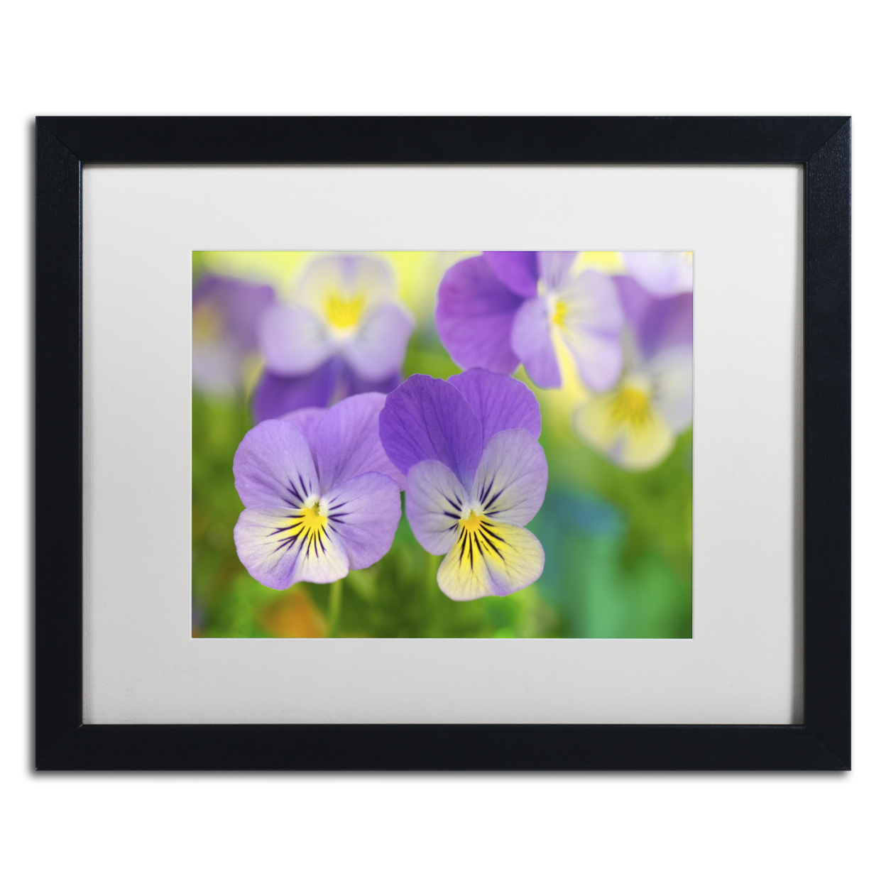 Cora Niele 'Violets' Black Wooden Framed Art 18 X 22 Inches
