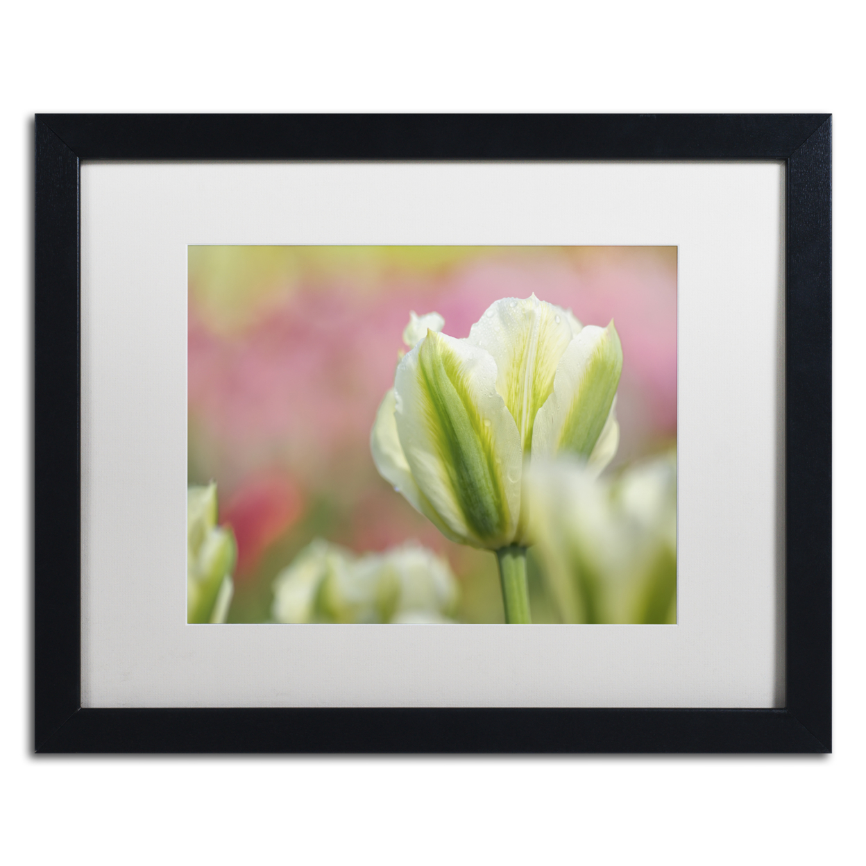 Cora Niele 'White And Green Tulip' Black Wooden Framed Art 18 X 22 Inches