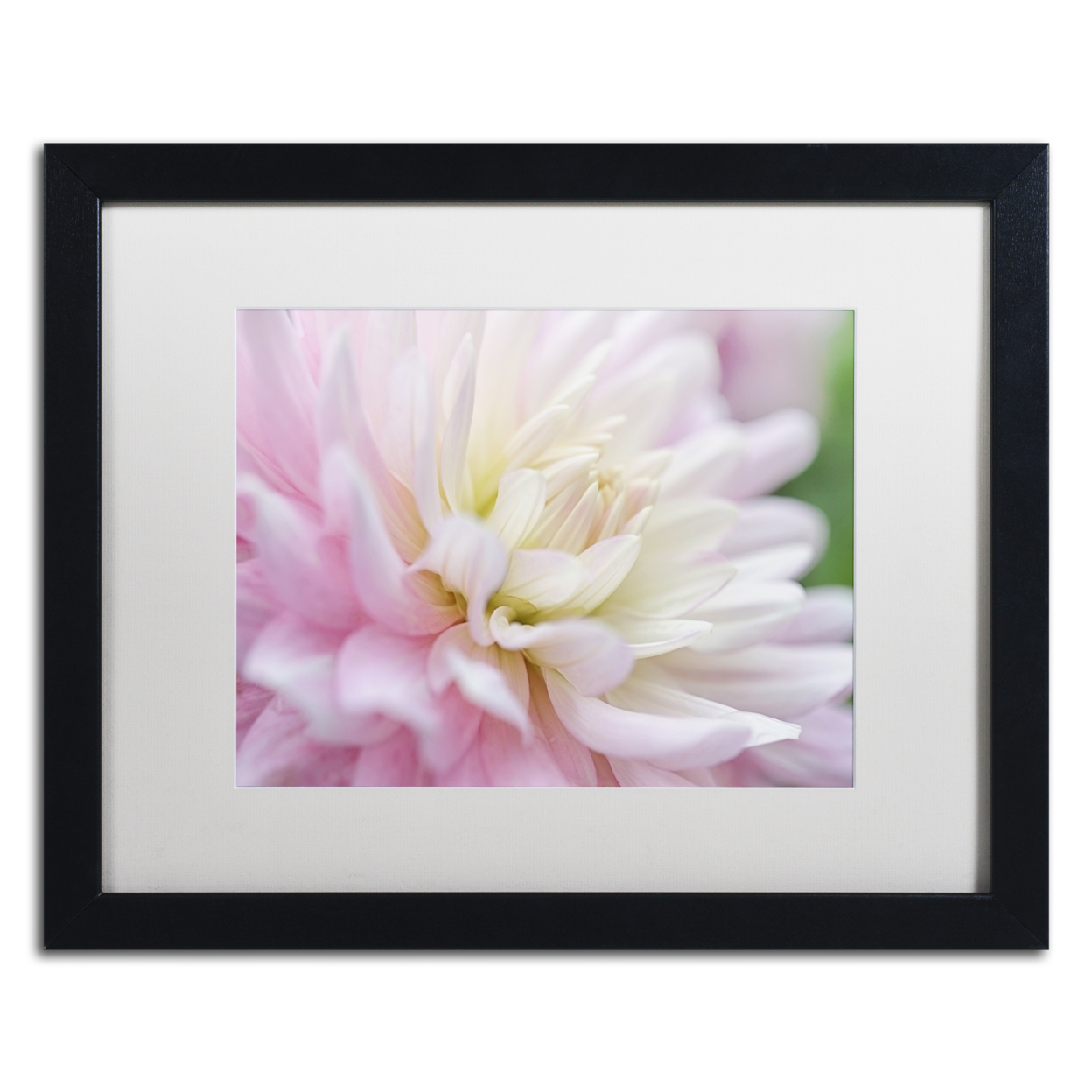 Cora Niele 'White And Pink Dahlia' Black Wooden Framed Art 18 X 22 Inches