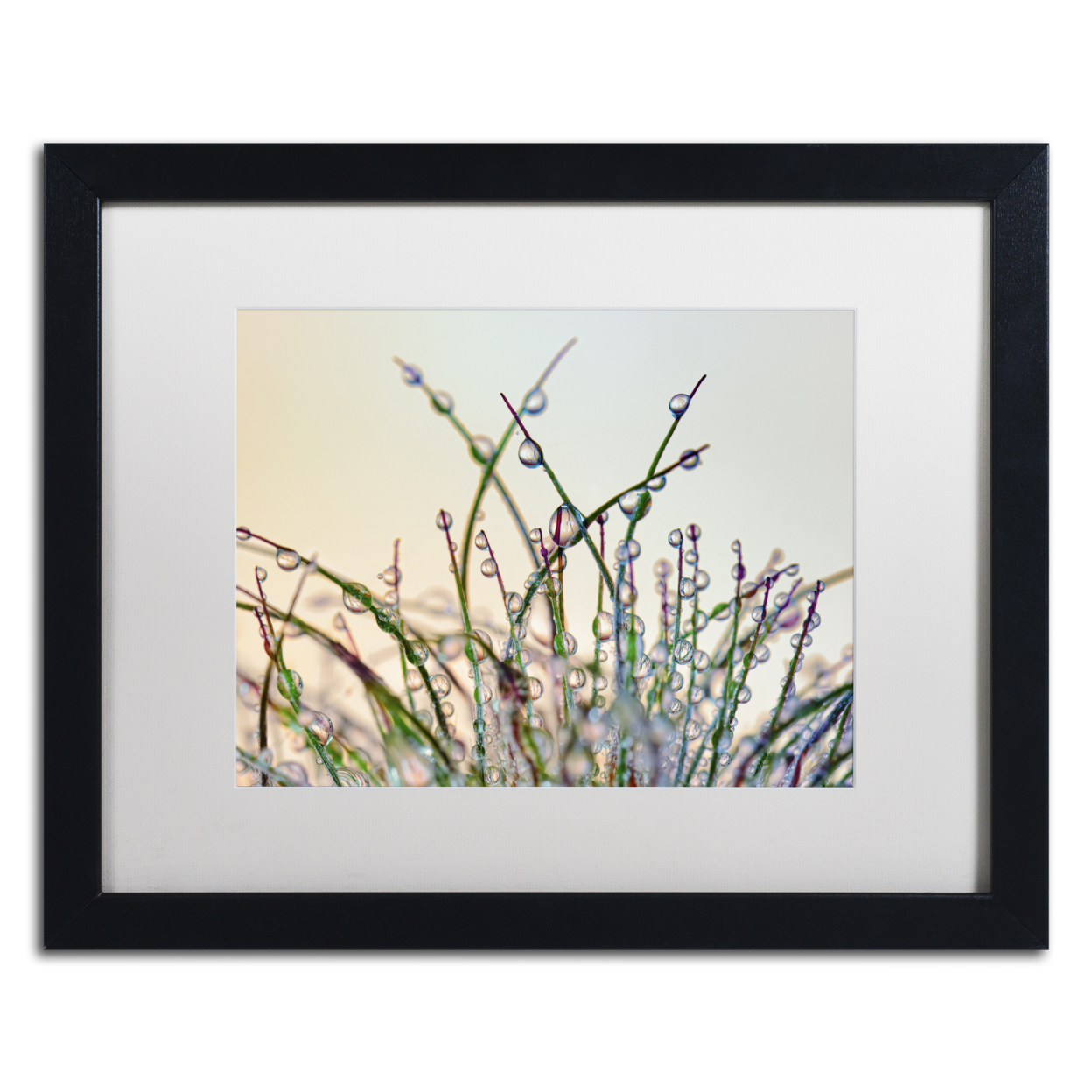 Cora Niele 'Dewy Grass' Black Wooden Framed Art 18 X 22 Inches