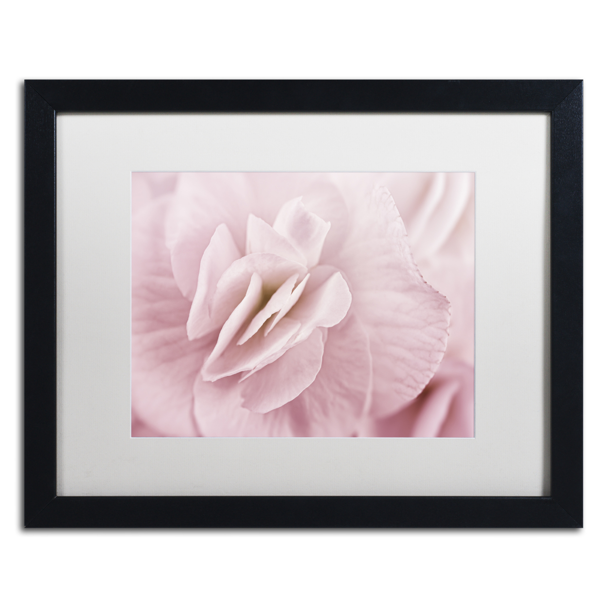 Cora Niele 'Begonia Flower' Black Wooden Framed Art 18 X 22 Inches
