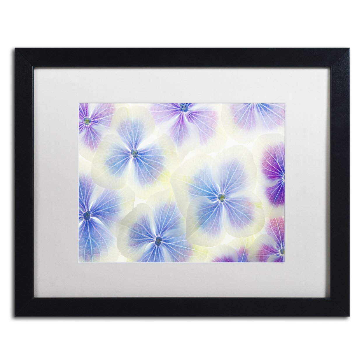 Cora Niele 'Blue And White Hydrangea Flowers' Black Wooden Framed Art 18 X 22 Inches