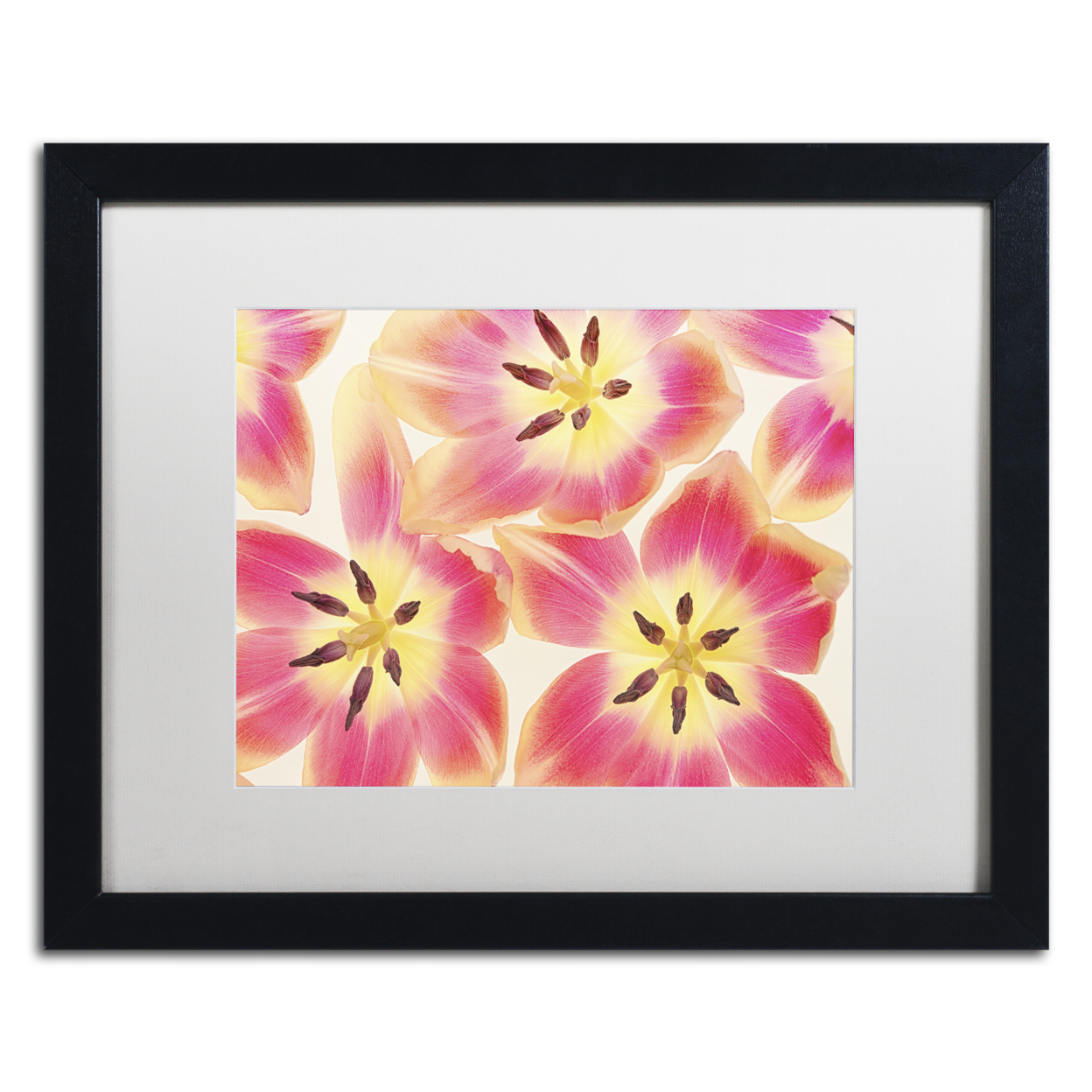Cora Niele 'Cerise And Yellow Tulips' Black Wooden Framed Art 18 X 22 Inches