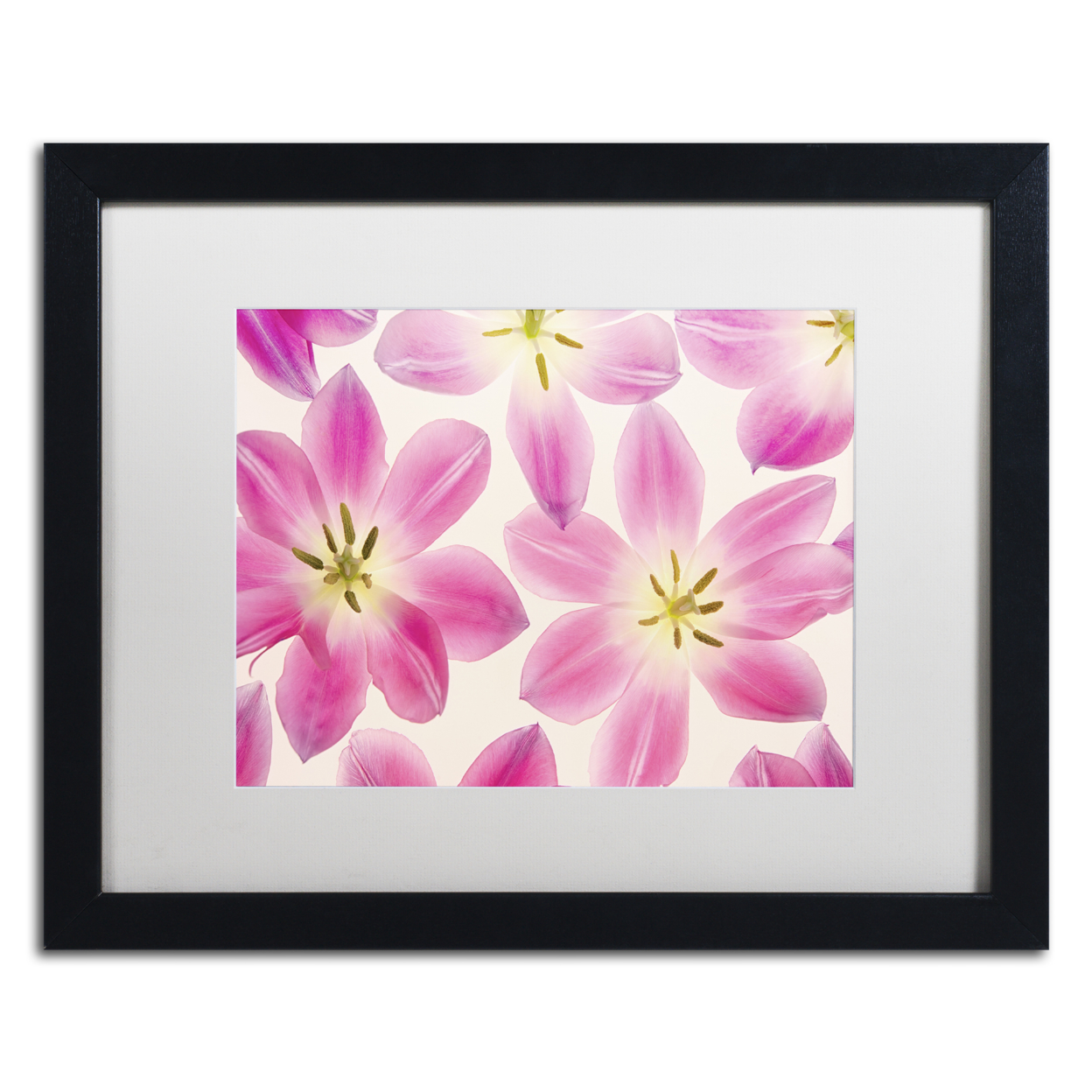 Cora Niele 'Cerise Pink Tulips' Black Wooden Framed Art 18 X 22 Inches
