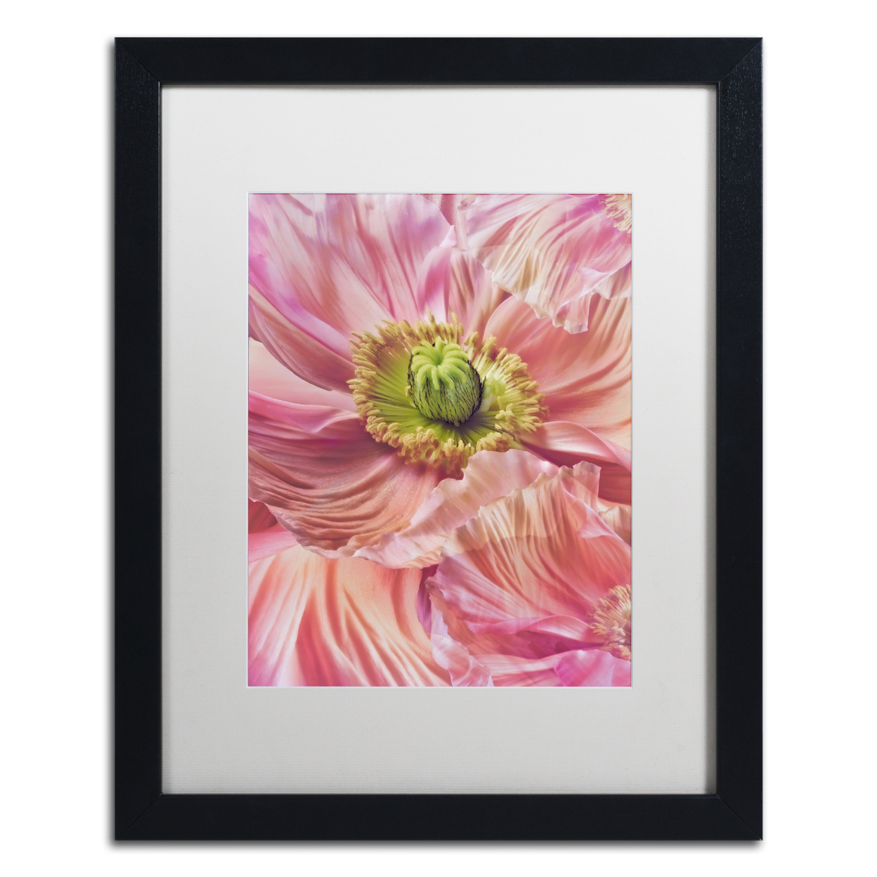 Cora Niele 'Cerise Pink Poppy' Black Wooden Framed Art 18 X 22 Inches