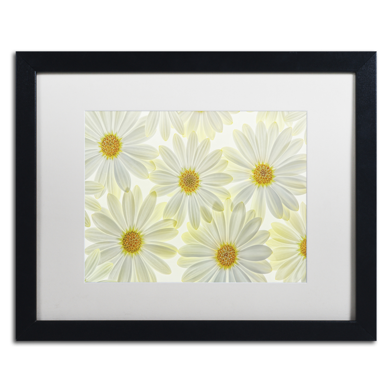 Cora Niele 'Daisy Flowers' Black Wooden Framed Art 18 X 22 Inches