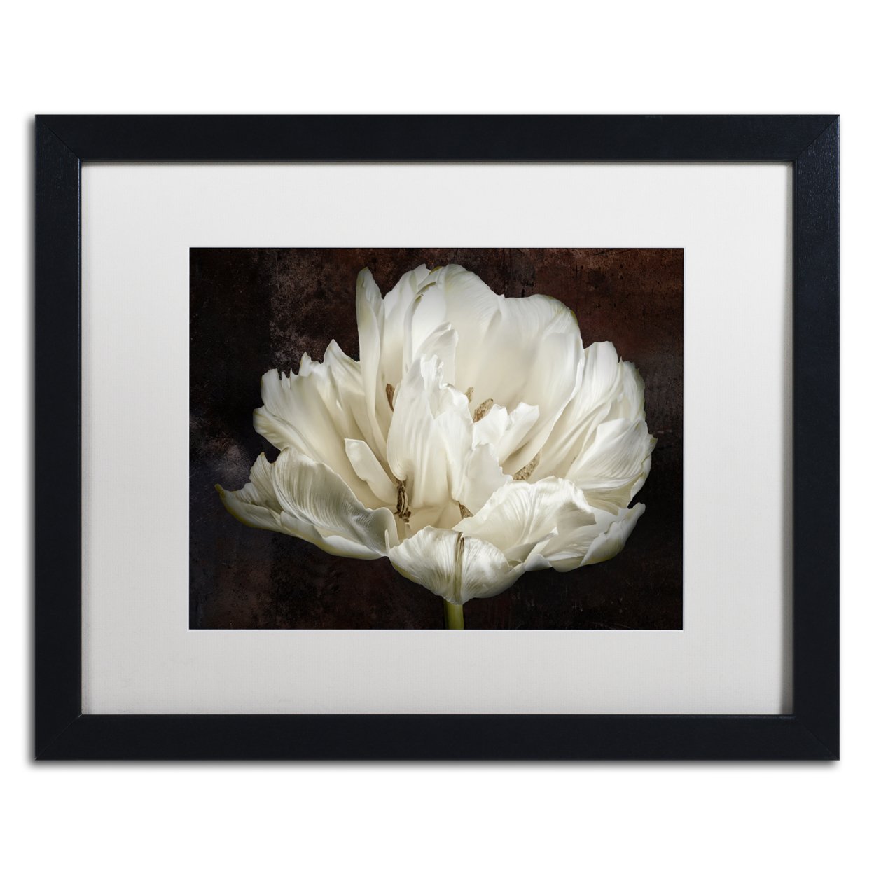 Cora Niele 'Double White Tulip' Black Wooden Framed Art 18 X 22 Inches
