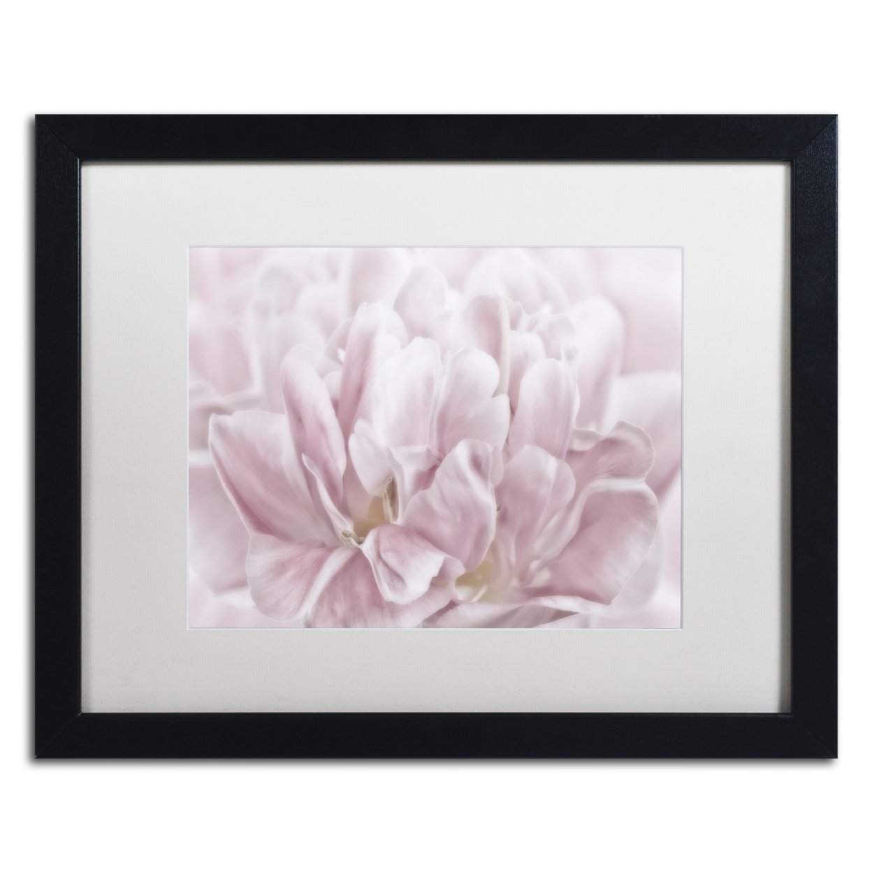 Cora Niele 'Double Pink Tulip' Black Wooden Framed Art 18 X 22 Inches