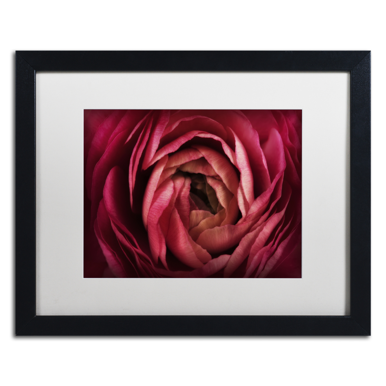 Cora Niele 'Glowing Ruby Red Ranunculus' Black Wooden Framed Art 18 X 22 Inches