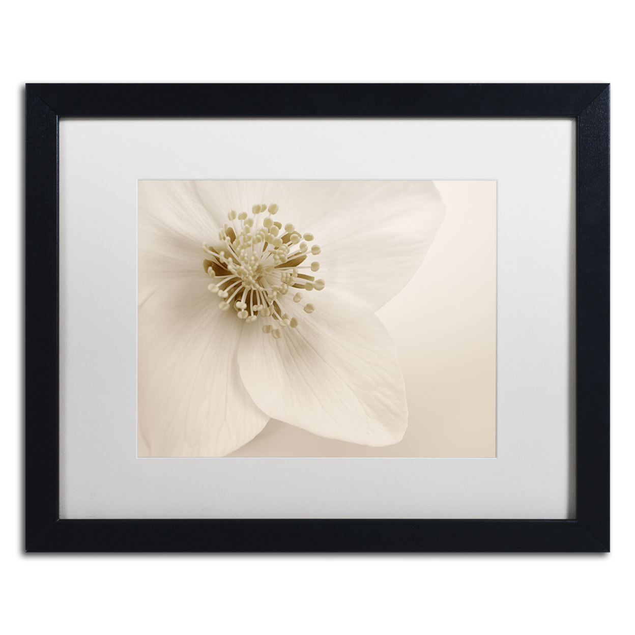 Cora Niele 'Hellebore Christmas Rose' Black Wooden Framed Art 18 X 22 Inches