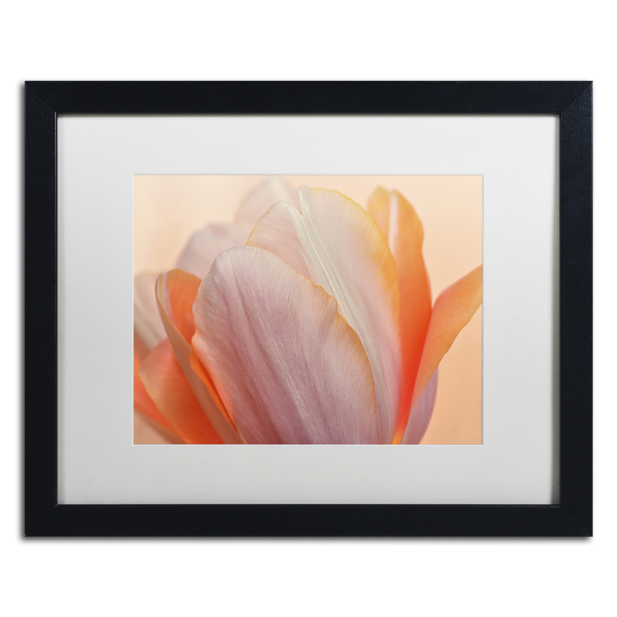 Cora Niele 'Orange Glowing Tulip' Black Wooden Framed Art 18 X 22 Inches