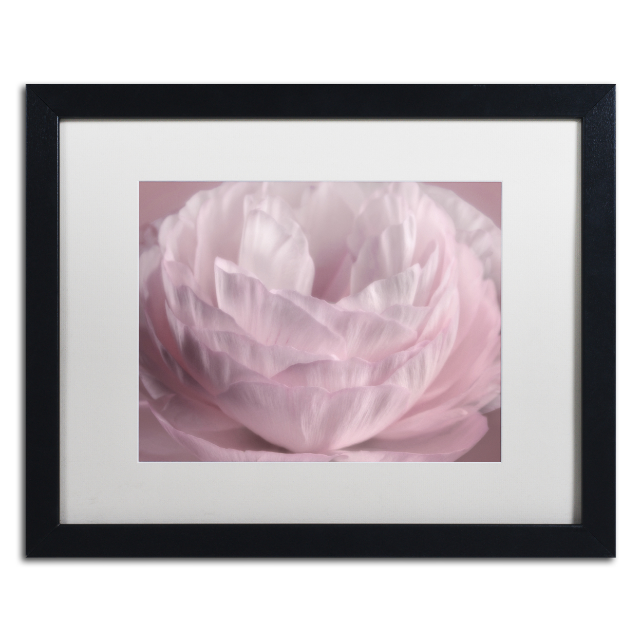 Cora Niele 'Persian Pink Petals' Black Wooden Framed Art 18 X 22 Inches
